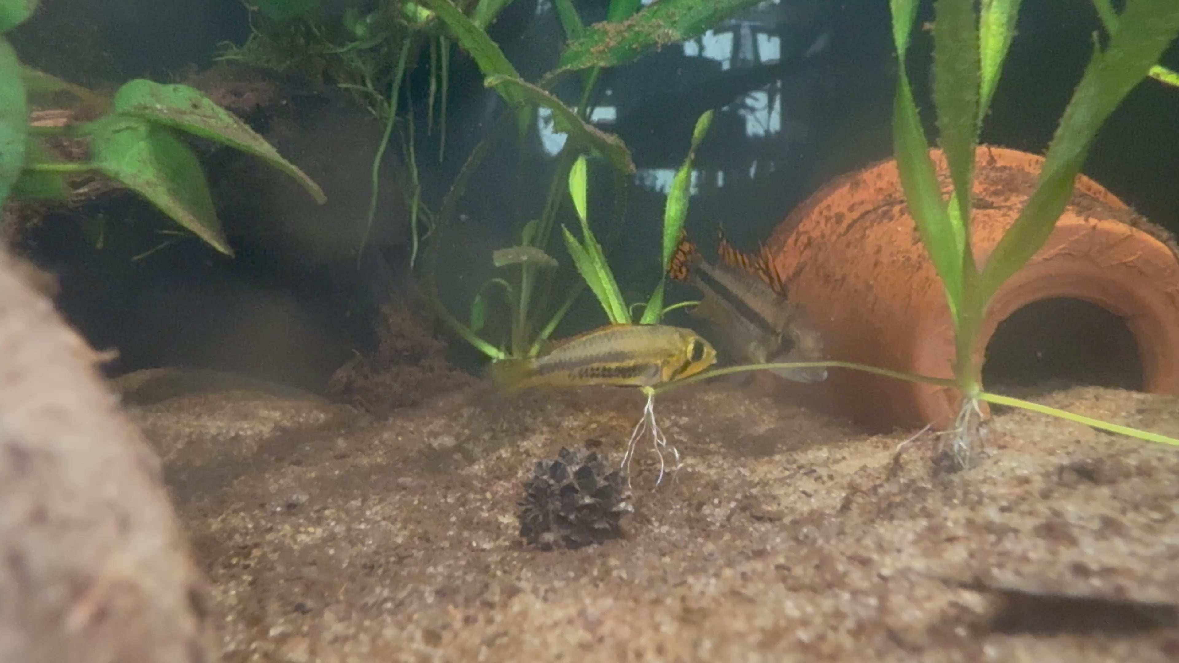 Apistogramma Cacatuoides Double Red