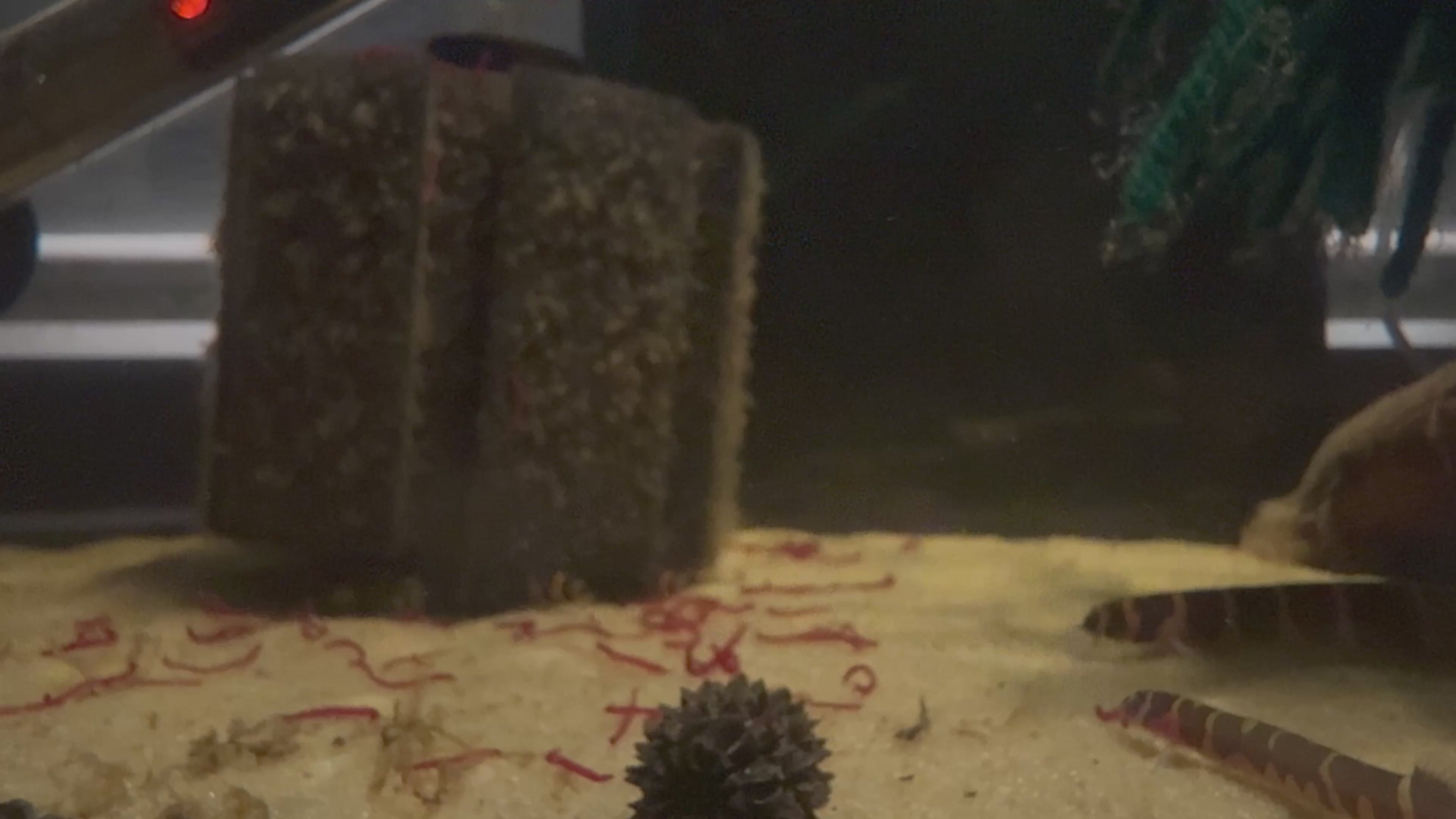 Kuhli Loach (Pangio Kuhli)