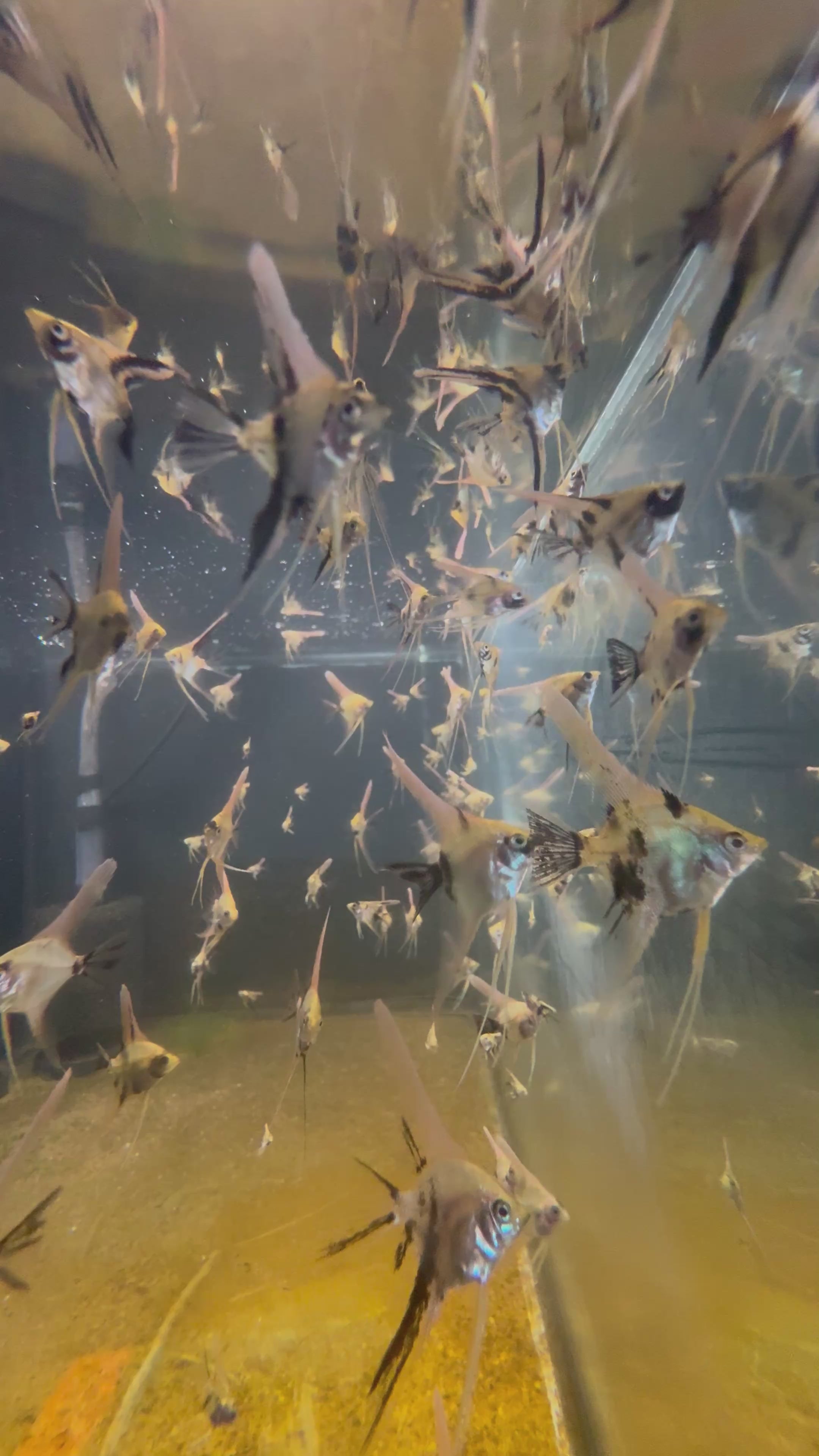 Koi Angelfish (Pterophyllum Scalare)