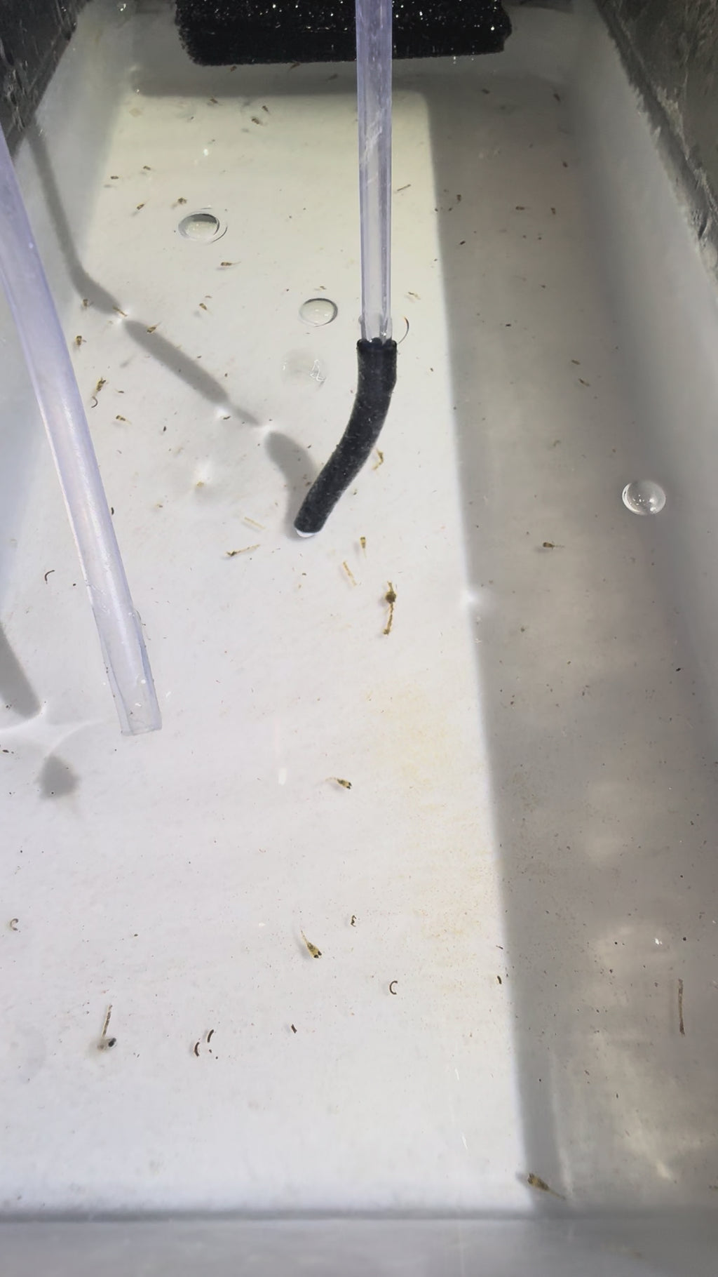 Apistogramma Cacatuoides Double Red