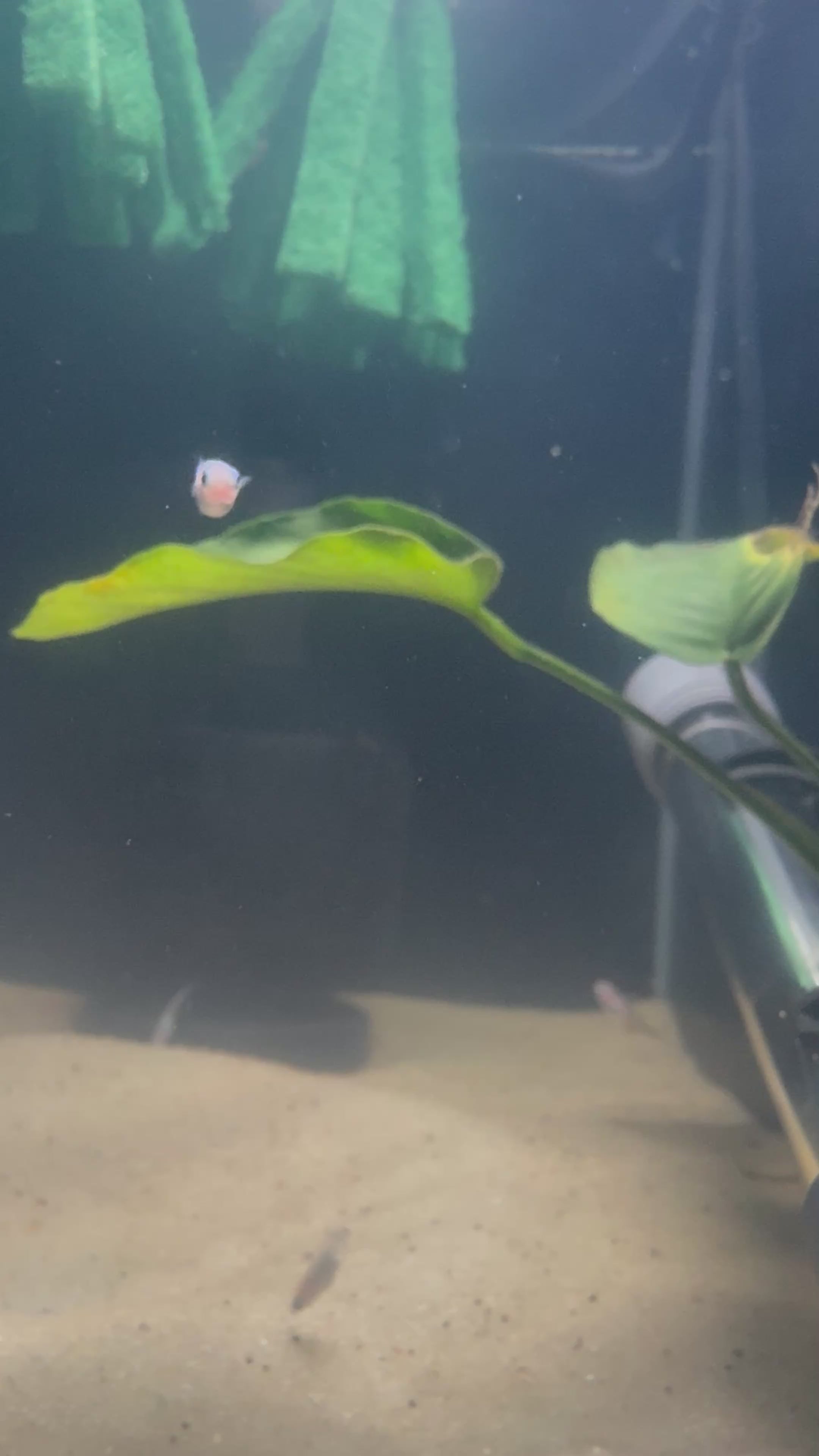 Pearl Galaxy Medaka Ricefish / Japanese Ricefish (Oryzias latipes)