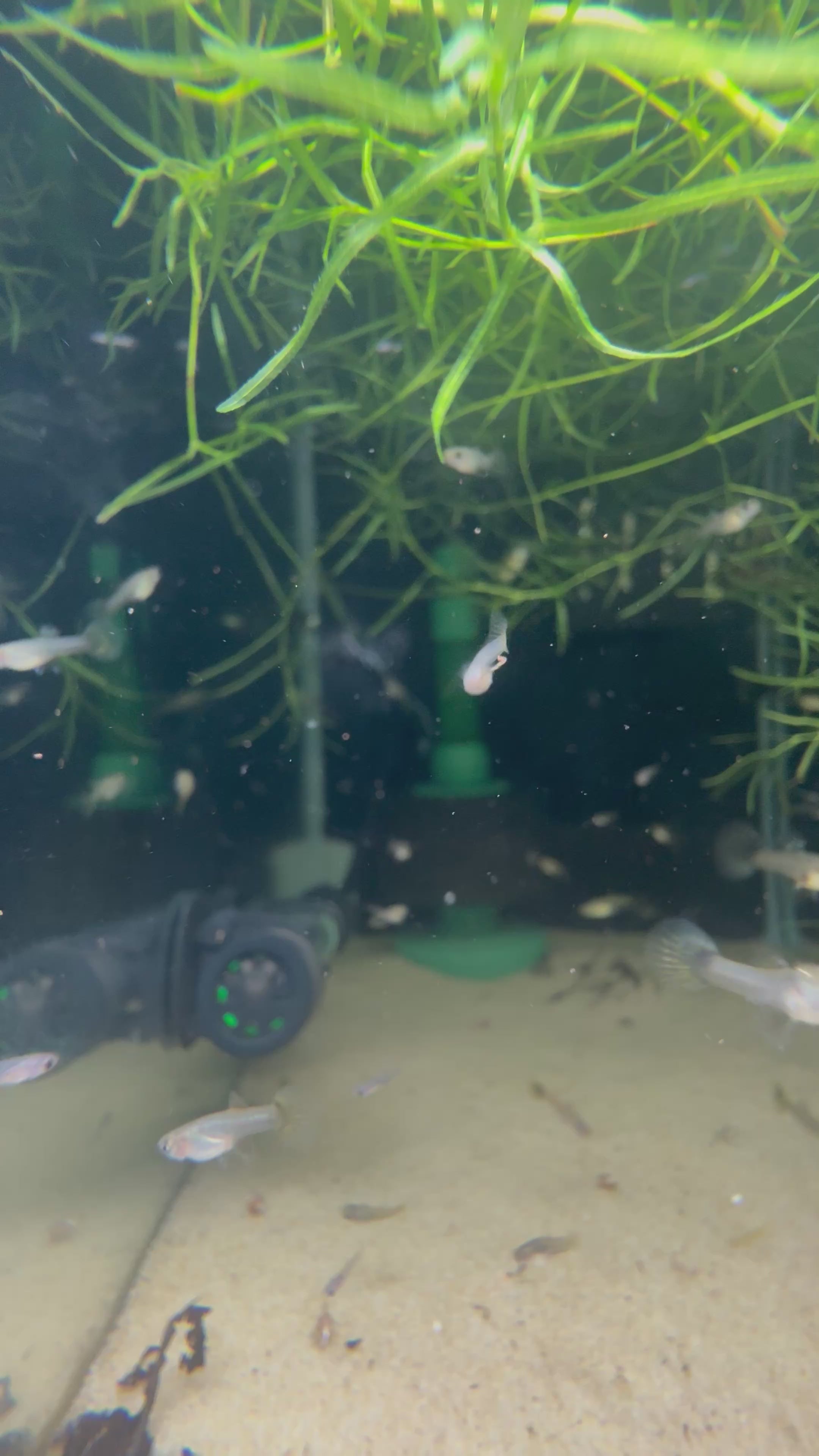 Red Dragon Guppy (Poecilia Reticulata)