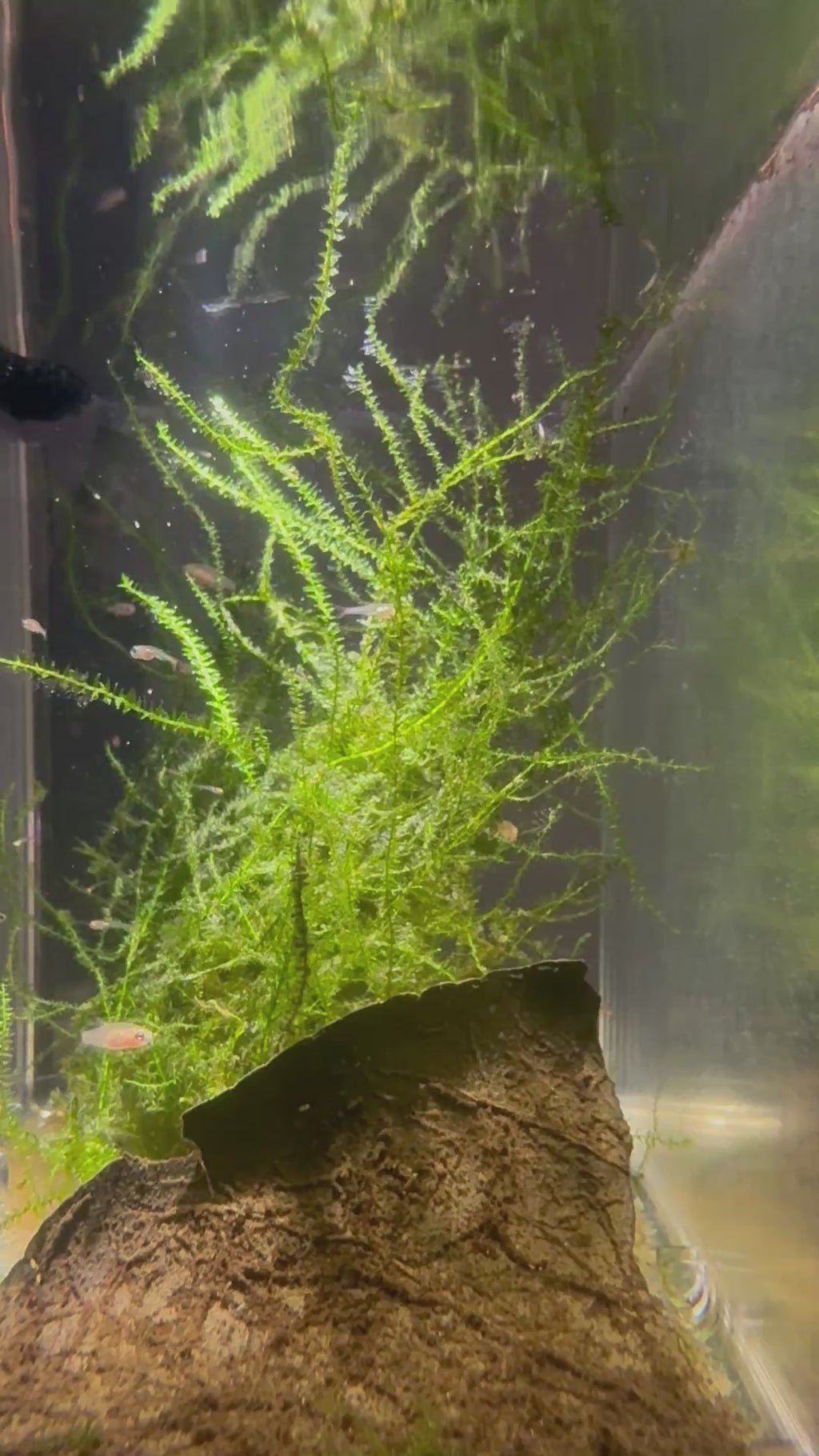 Emerald Dwarf Rasbora/Danio
