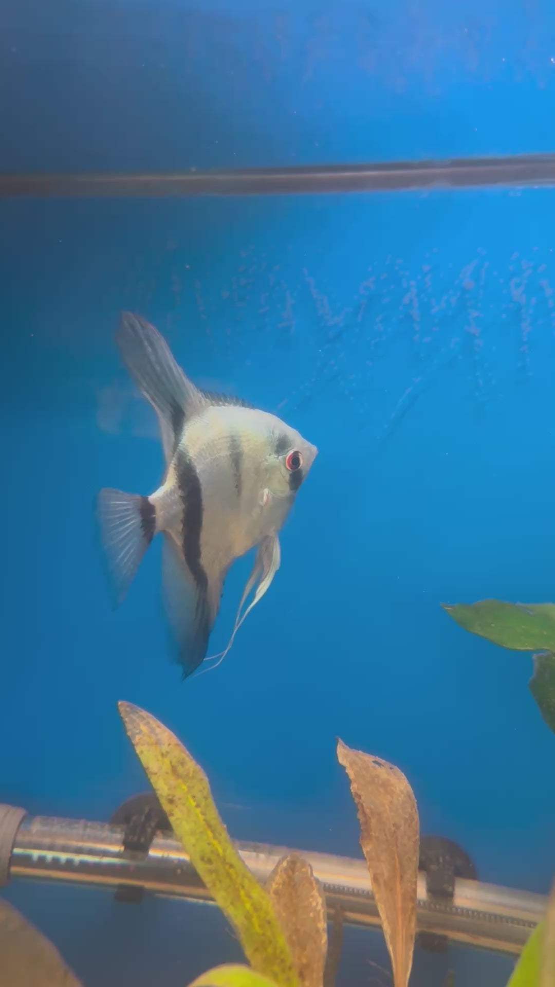 Philippine Blue Angelfish (Pterophyllum Scalare)