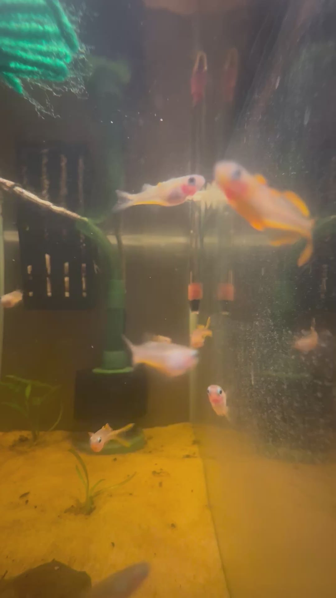 Forktail Rainbow Fish (Pseudomugil Furcatus)