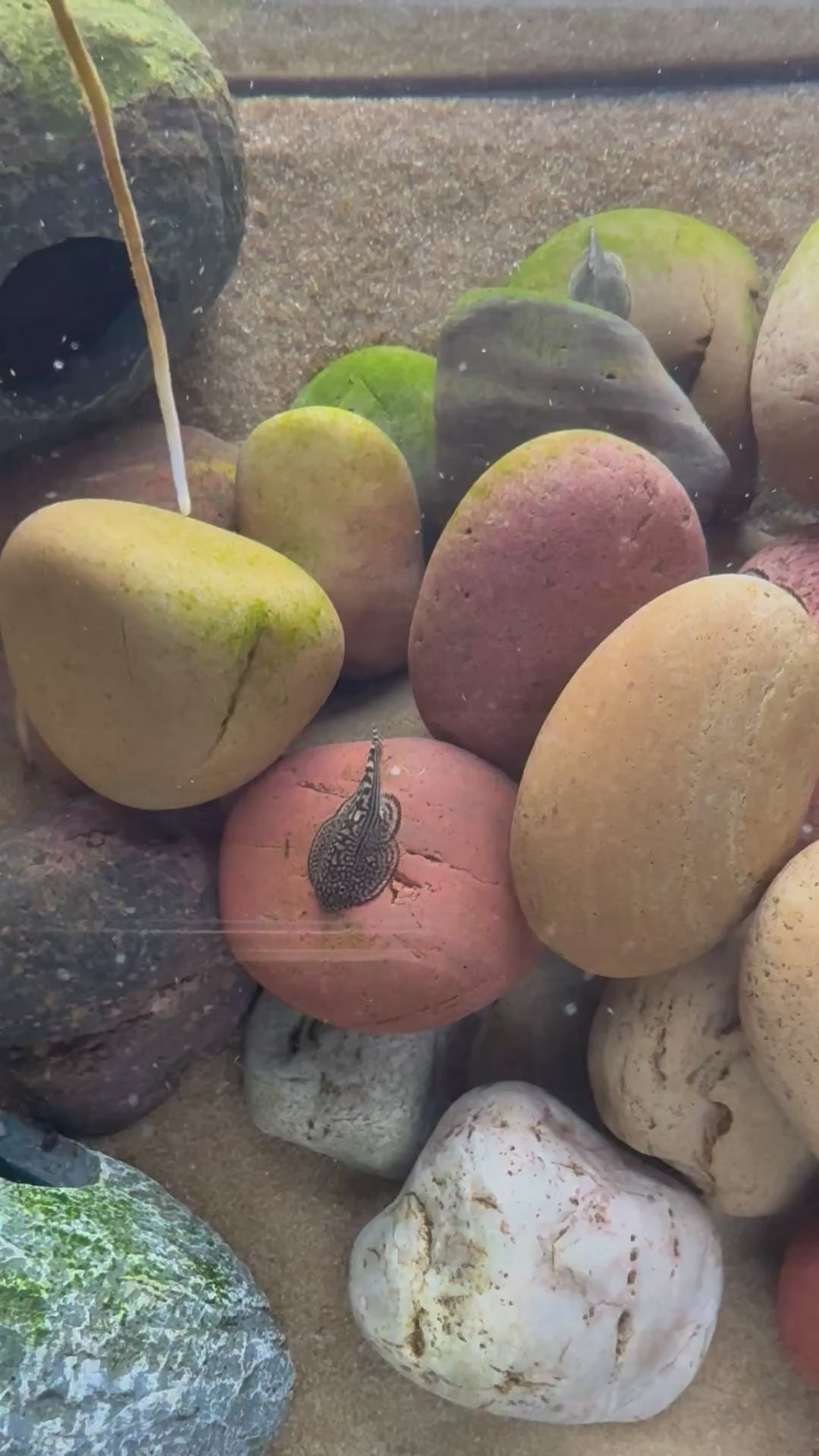 Hillstream Loach (Sewellia Lineolata)