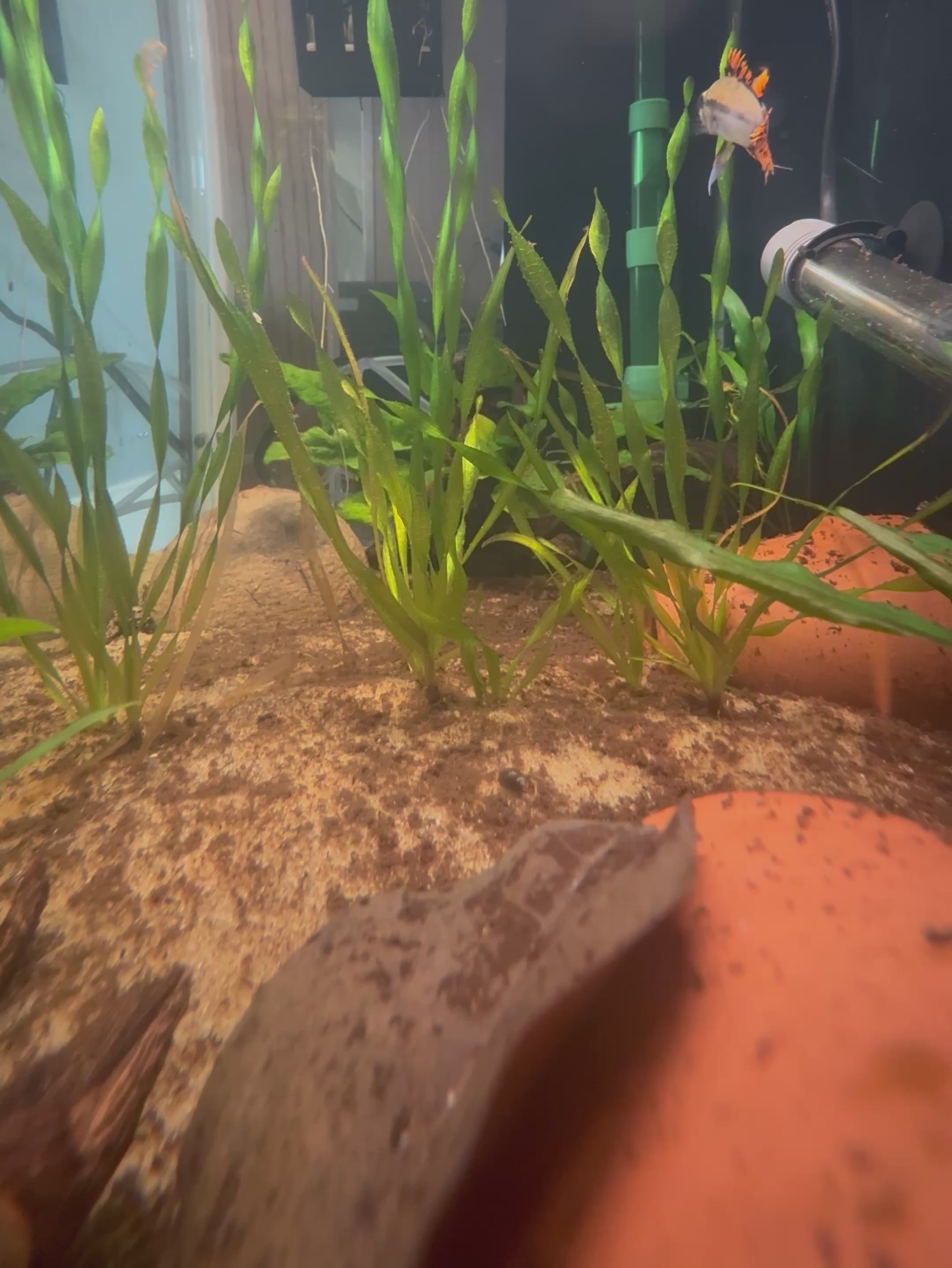 Apistogramma Cacatuoides Double Red