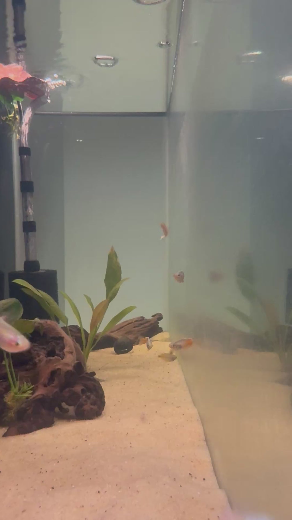 Boesemani Rainbow Fish (Melanotaenia boesemani)