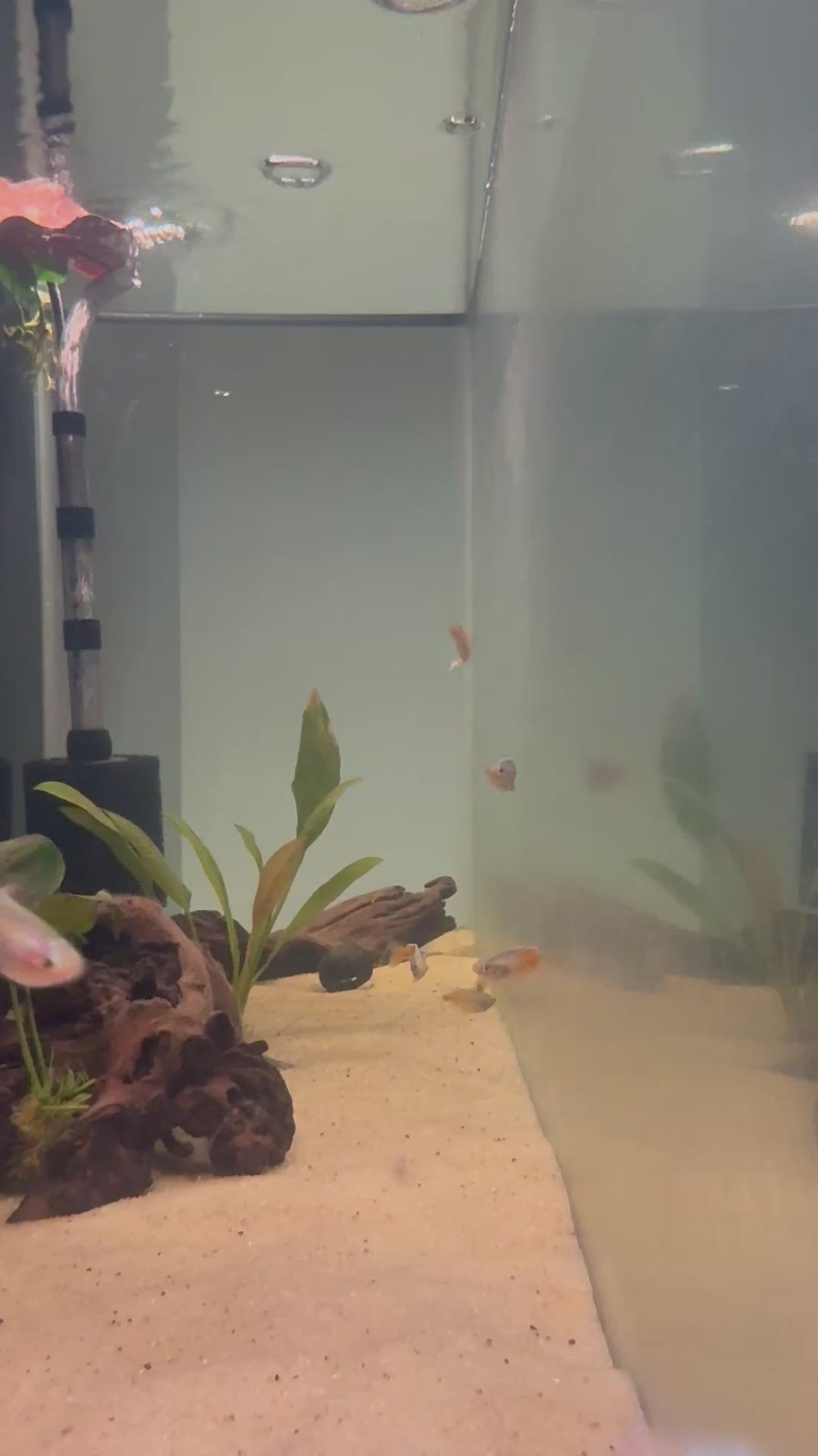 Boesemani Rainbow Fish (Melanotaenia boesemani)