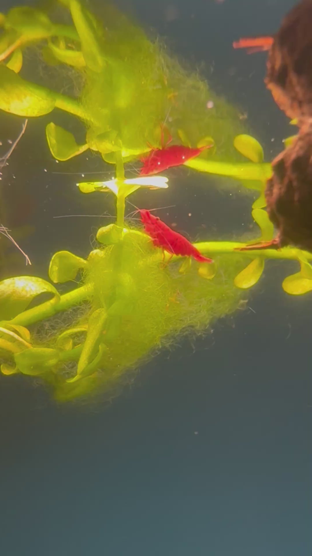 Neocaridina Fire Red Cherry Shrimp