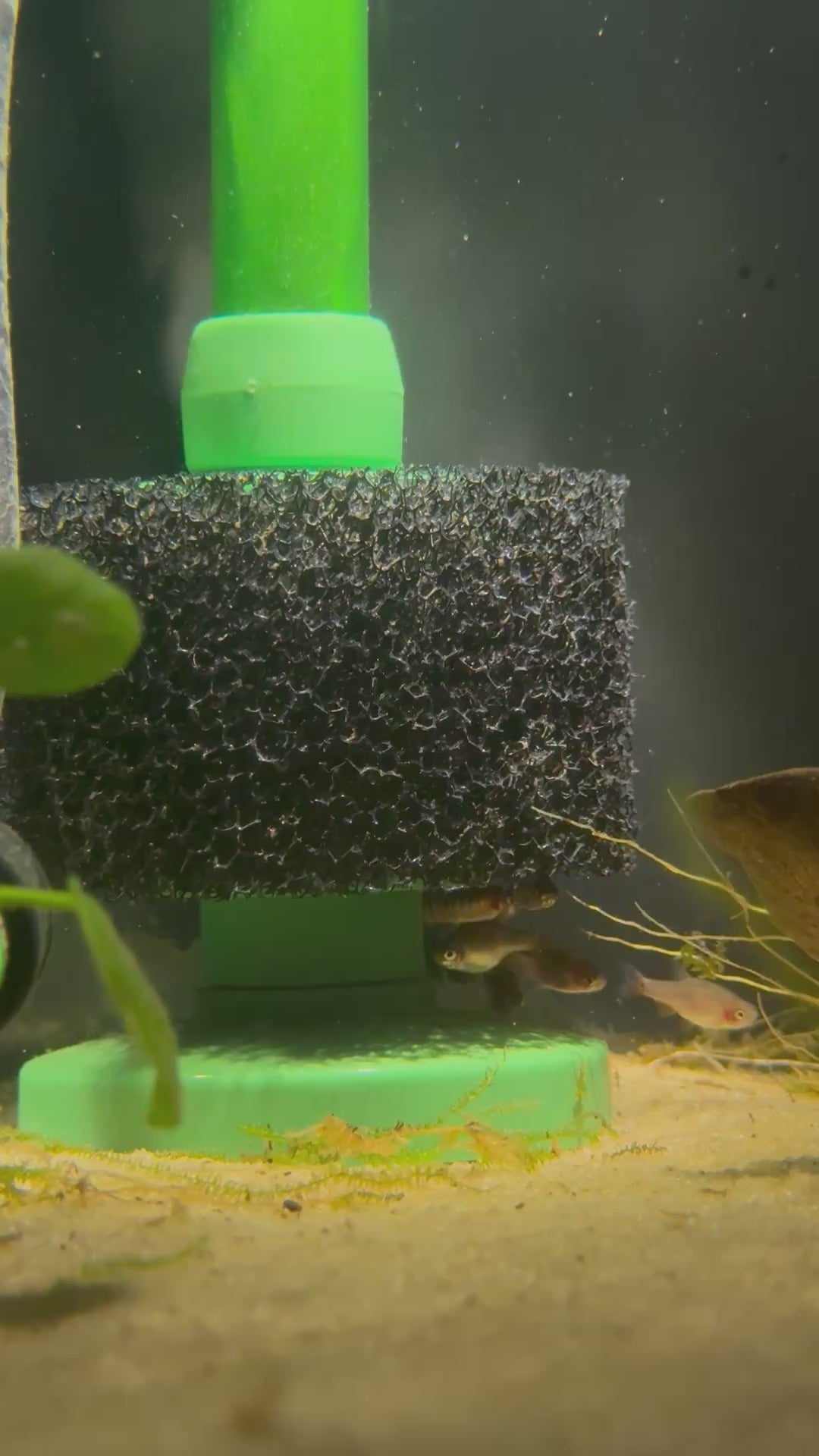 Emerald Dwarf Rasbora/Danio