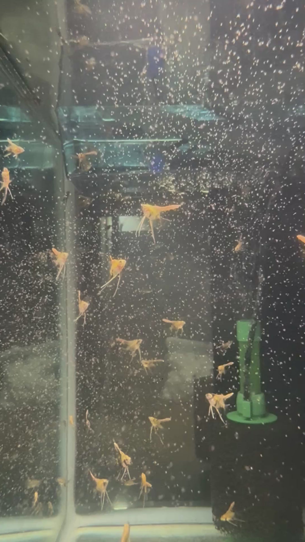 Koi Angelfish (Pterophyllum Scalare)