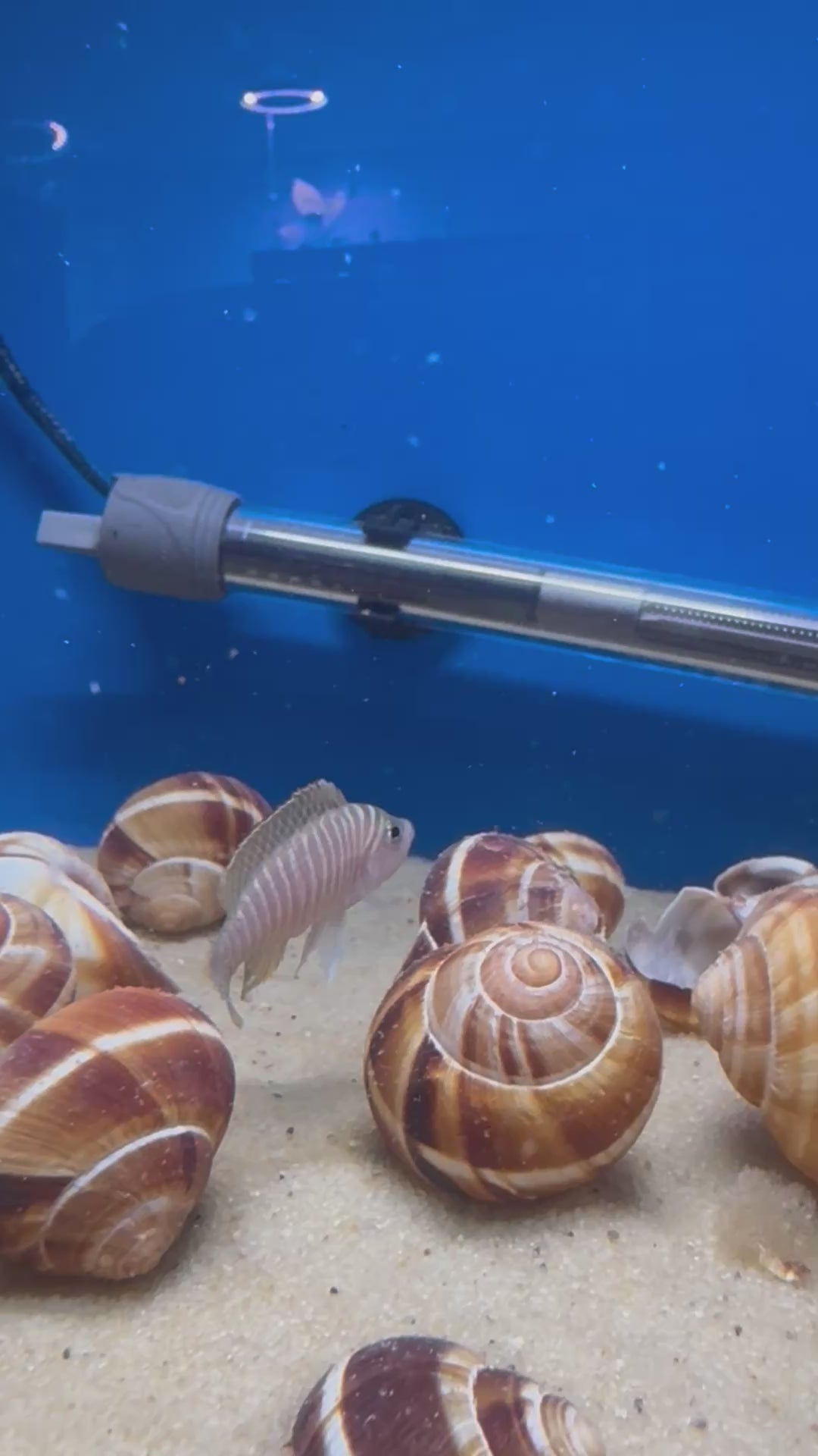 Neolamprologus Similis (Neolamprologus similis)