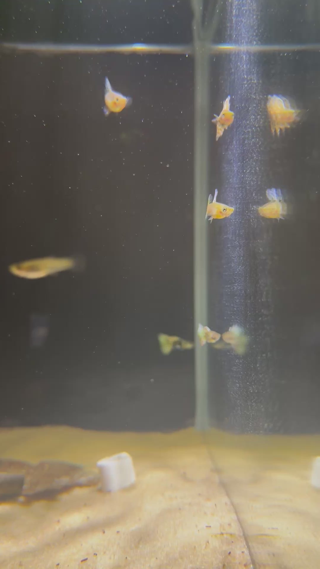 Yellow King Tiger Cobra Guppy (Poecilia Reticulata)