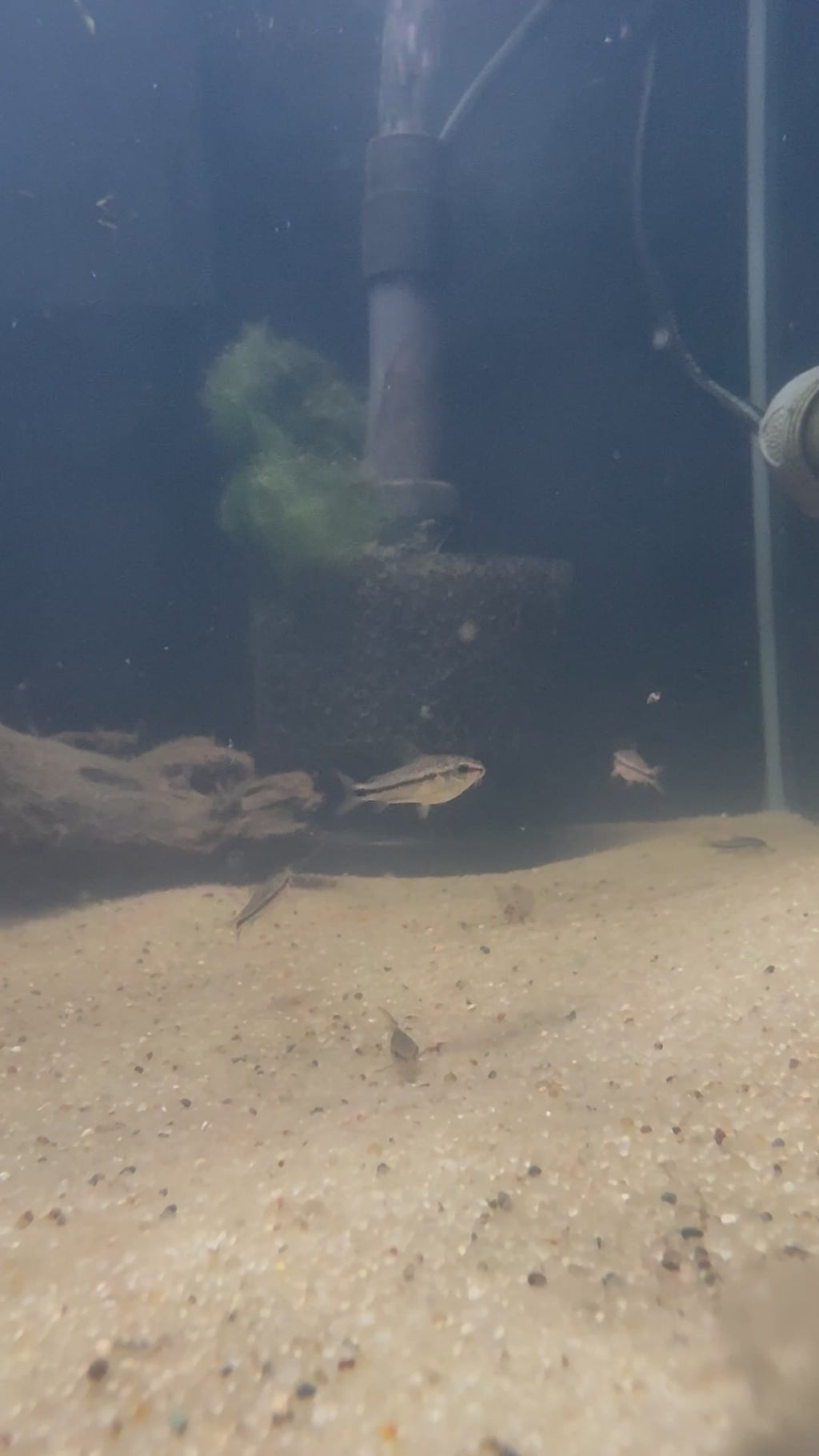 Pygmy Corydora (Corydoras pygmaeus)