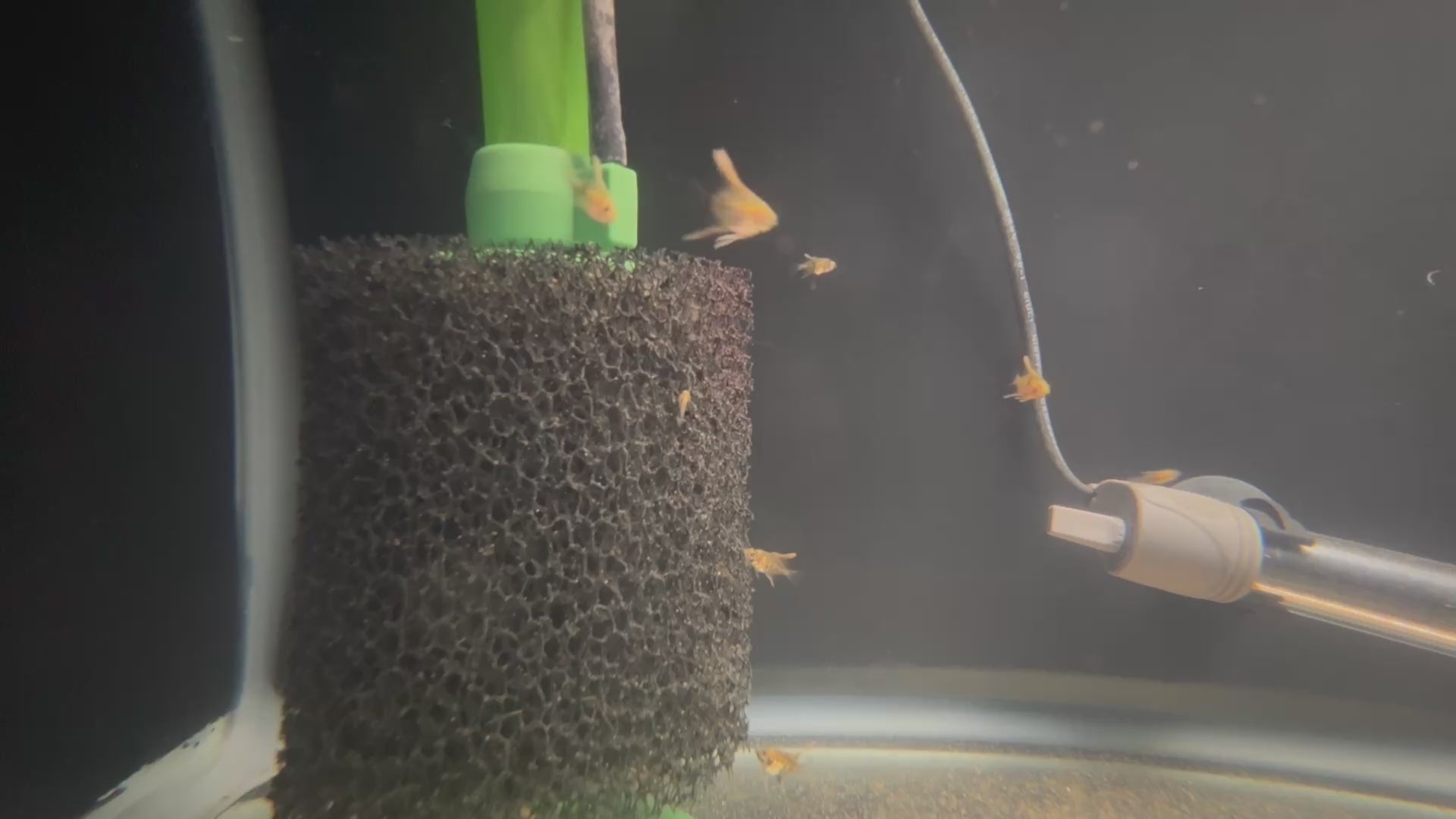 Koi Angelfish (Pterophyllum Scalare)