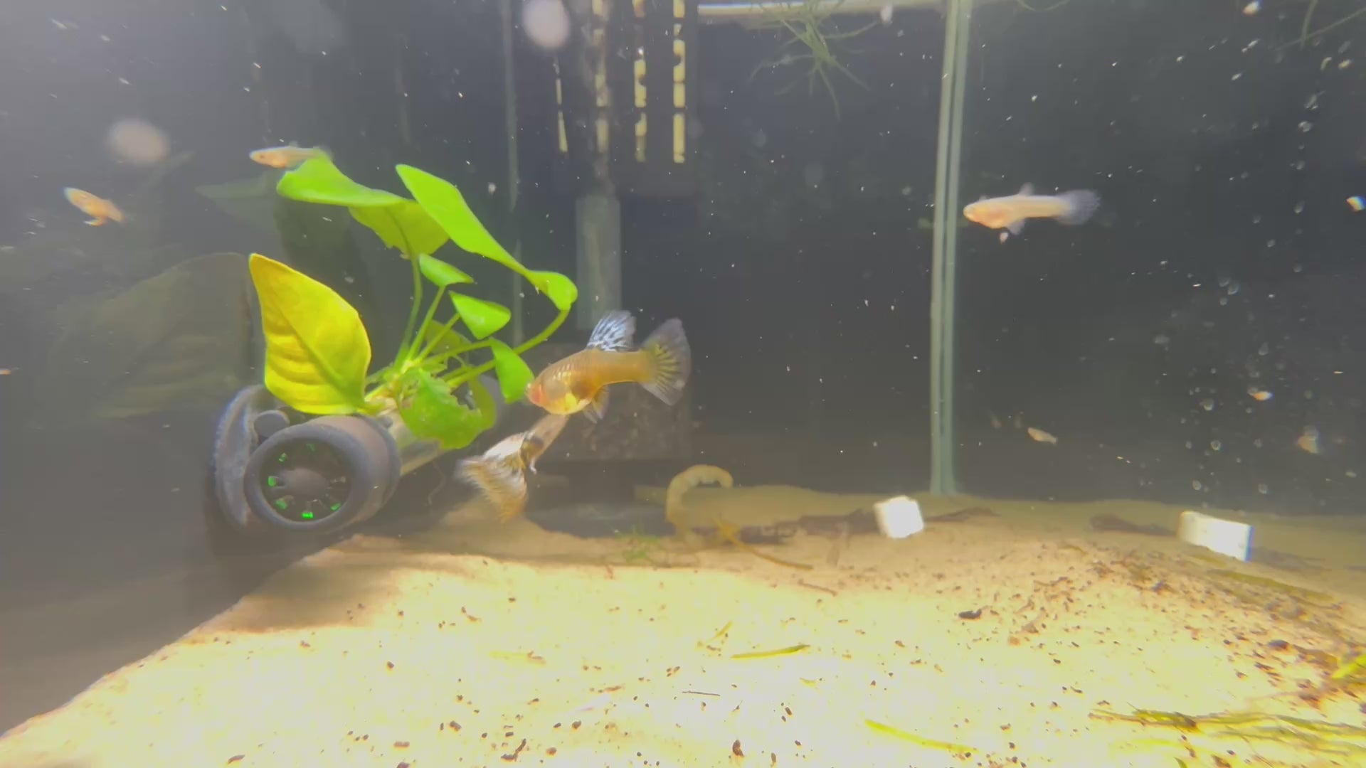 Yellow King Tiger Cobra Guppy (Poecilia Reticulata)