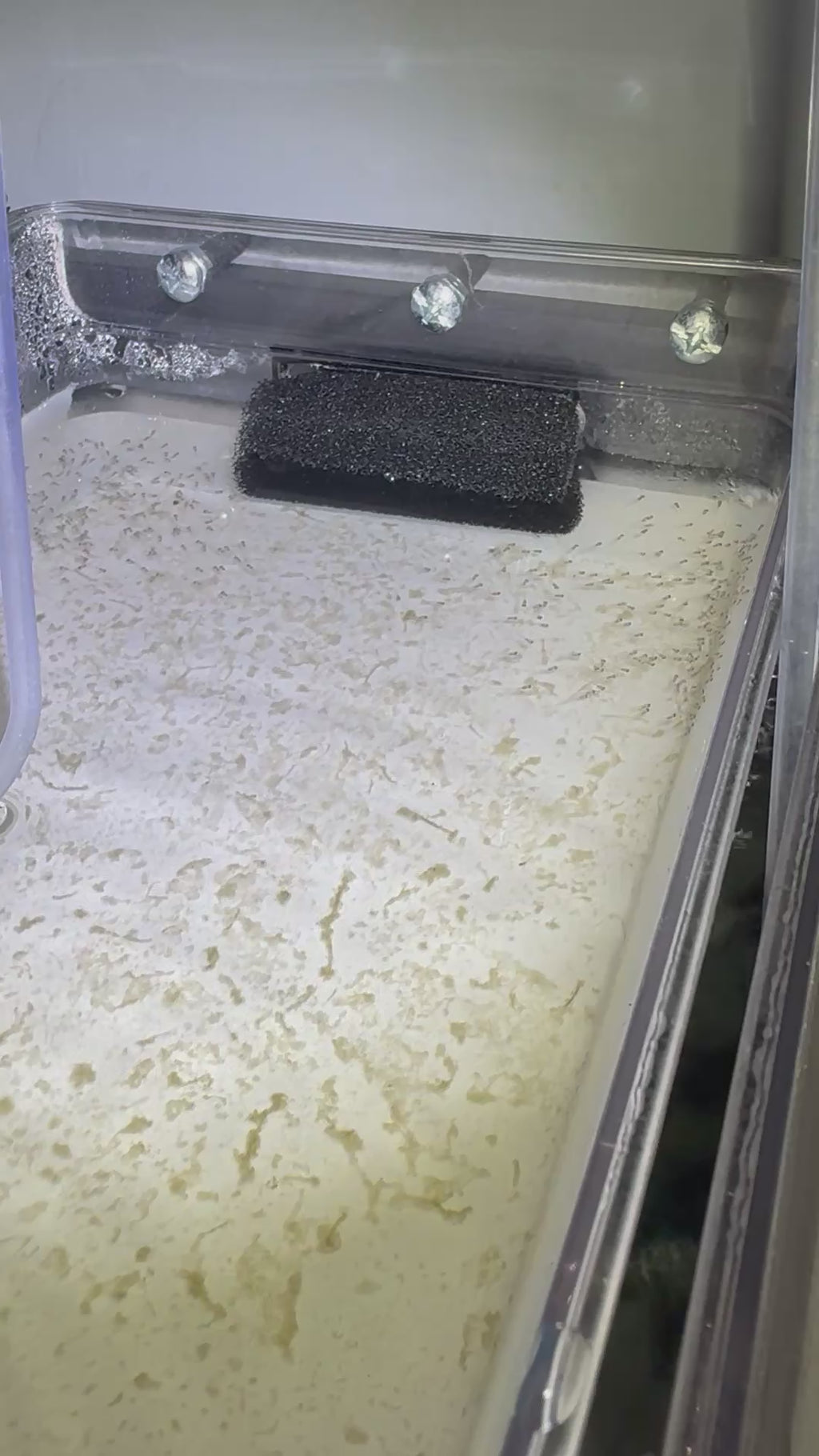 Koi Angelfish (Pterophyllum Scalare)