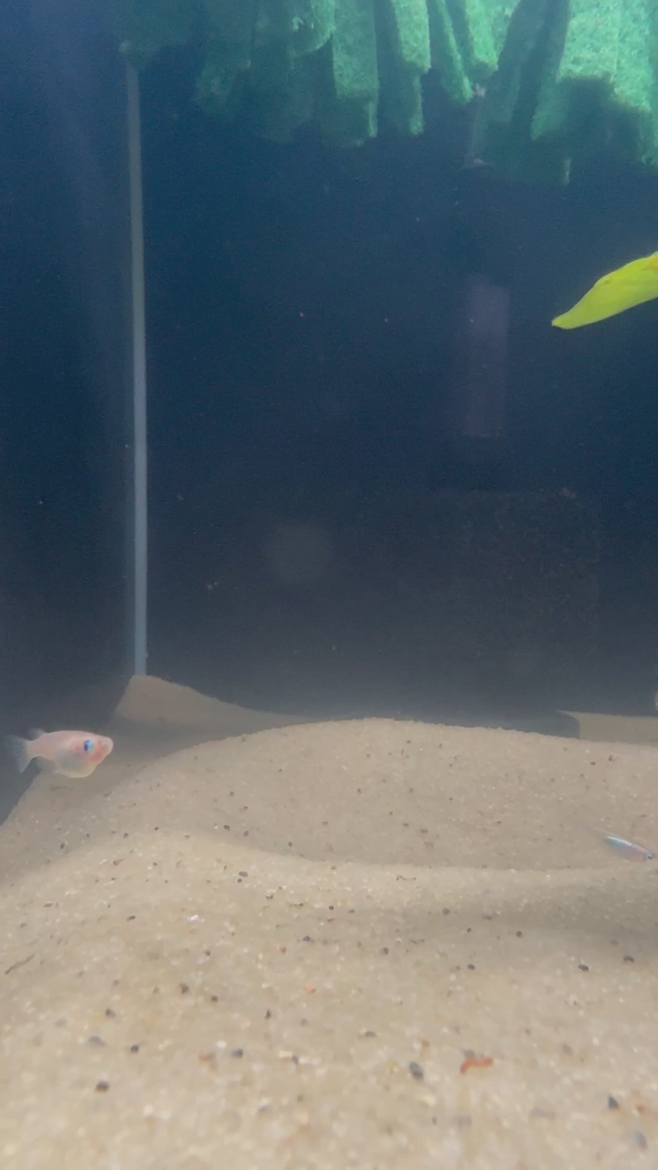 Pearl Galaxy Medaka Ricefish / Japanese Ricefish (Oryzias latipes)