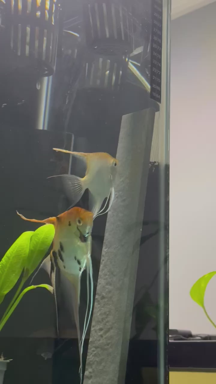 Koi Angelfish (Pterophyllum Scalare)