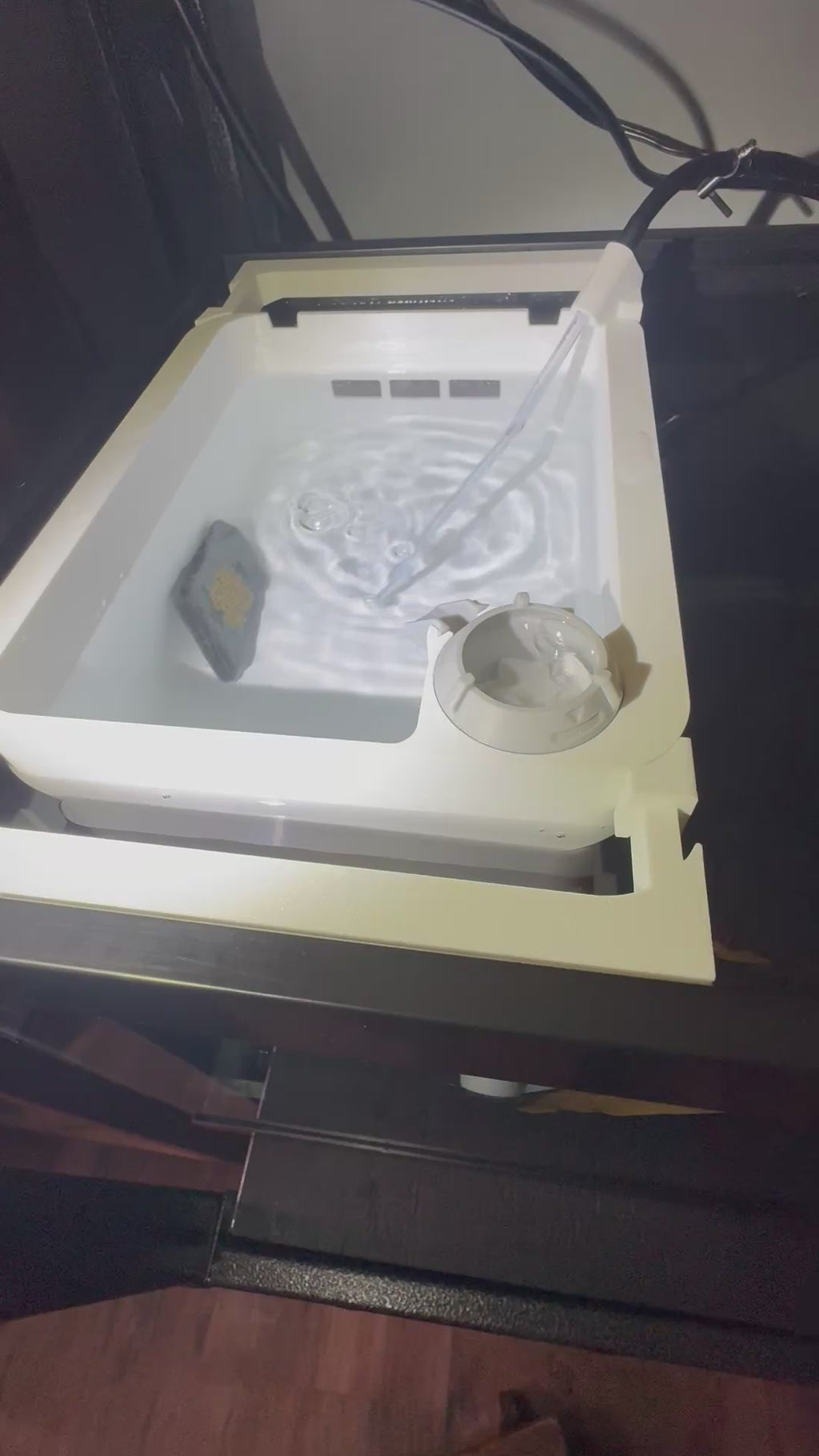 Bolivian Ram (Mikrogeophagus Altispinosus)