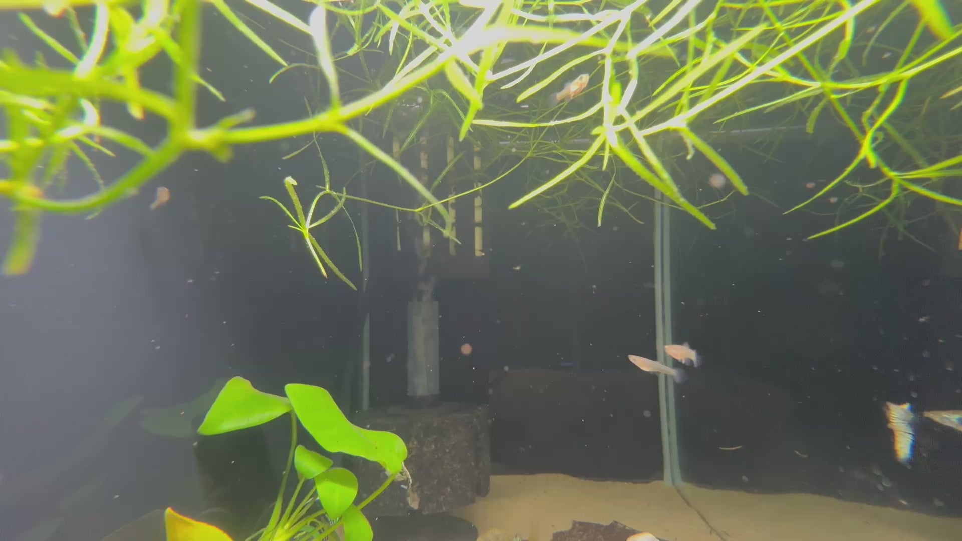 Yellow King Tiger Cobra Guppy (Poecilia Reticulata)